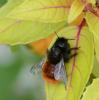 Osmia cornuta